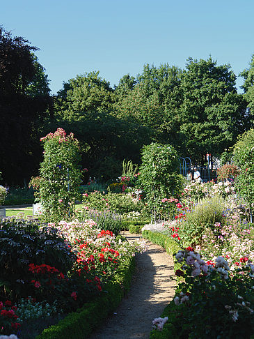 Planten un Blomen - Rosengarten - Hamburg (Hamburg)