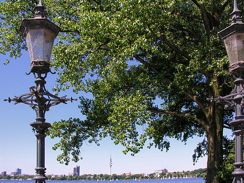 Bäume und Laterne an der Binnenalster - Hamburg (Hamburg)