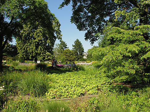 Planten un Blomen - Gärten - Hamburg (Hamburg)