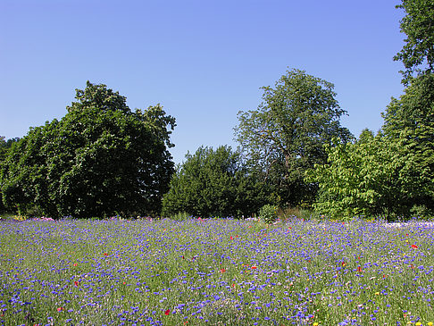 Foto Planten un Blomen - Gärten - Hamburg