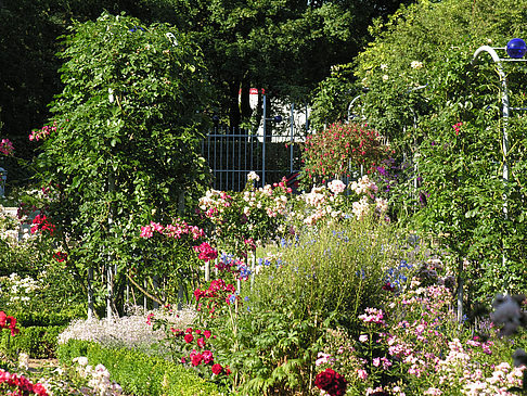 Foto Planten un Blomen - Rosengarten