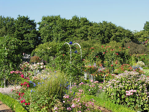 Planten un Blomen - Rosengarten - Hamburg (Hamburg)