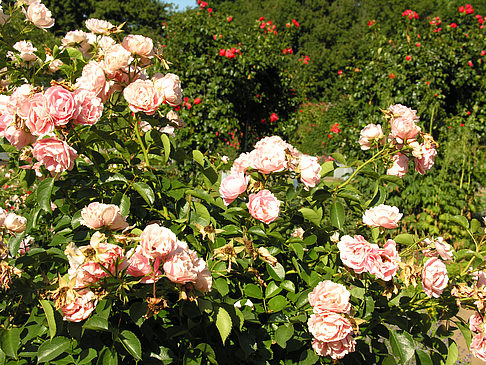 Fotos Planten un Blomen - Rosengarten | Hamburg