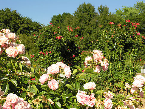 Planten un Blomen - Rosengarten - Hamburg (Hamburg)