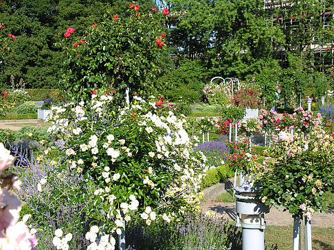 Fotos Planten un Blomen - Rosengarten