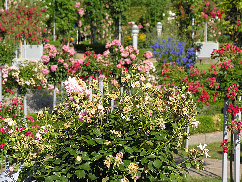 Planten un Blomen - Rosengarten Foto 