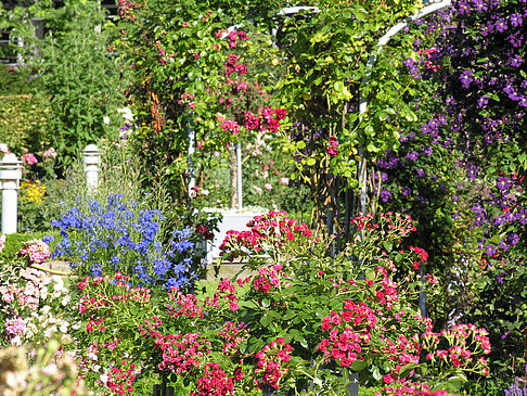 Planten un Blomen - Rosengarten