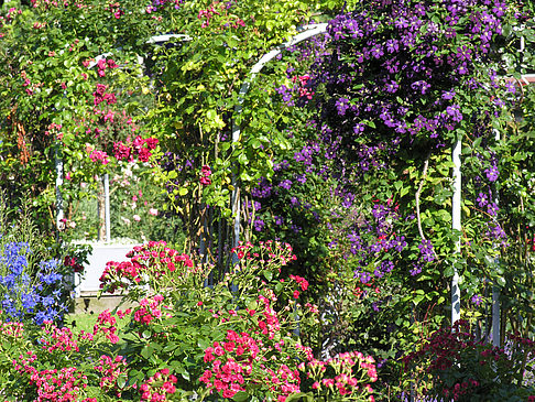 Planten un Blomen - Rosengarten - Hamburg (Hamburg)