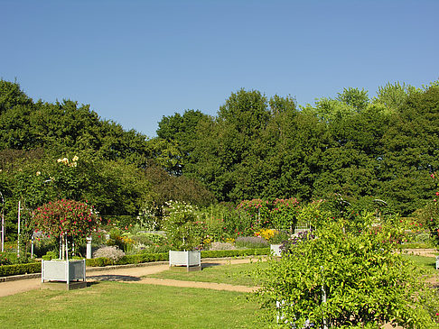 Foto Planten un Blomen - Rosengarten