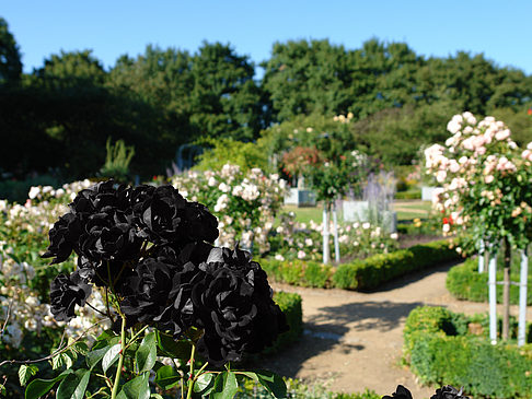 Planten un Blomen - Rosengarten Foto 