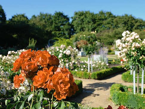 Foto Planten un Blomen - Rosengarten - Hamburg