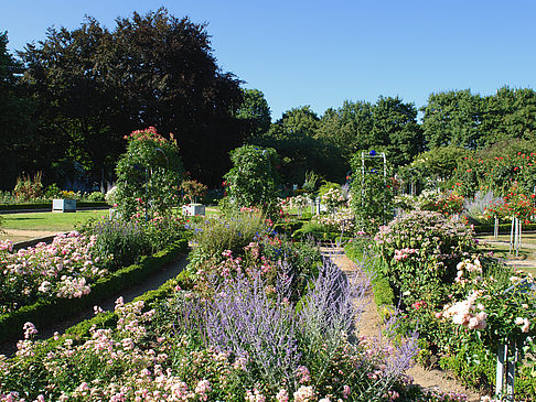 Planten un Blomen - Rosengarten - Hamburg (Hamburg)