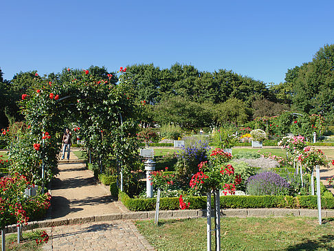 Foto Planten un Blomen - Rosengarten