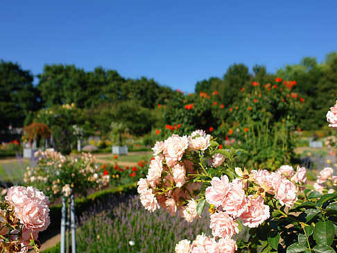 Planten un Blomen - Rosengarten Fotos