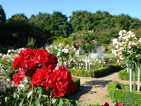 Planten un Blomen - Rosengarten Fotos