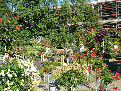 Planten un Blomen - Rosengarten - Hamburg (Hamburg)