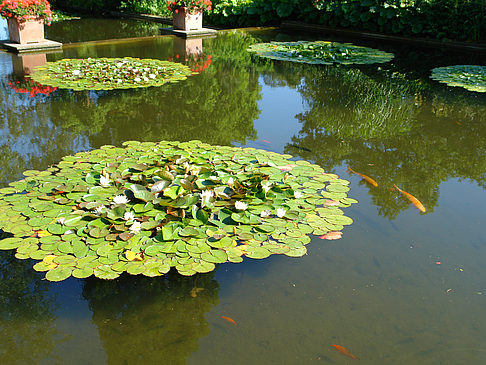 Foto Planten un Blomen - Wasserkaskaden