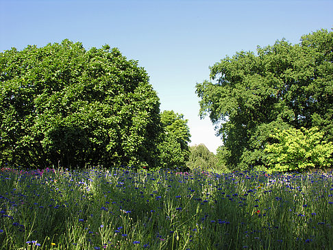 Foto Planten un Blomen - Wasserkaskaden