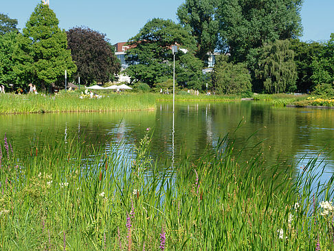 Planten un Blomen - Wiese am Parksee - Hamburg (Hamburg)