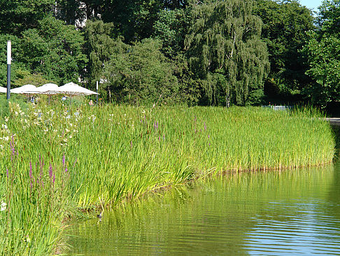 Planten un Blomen - Wiese am Parksee - Hamburg (Hamburg)