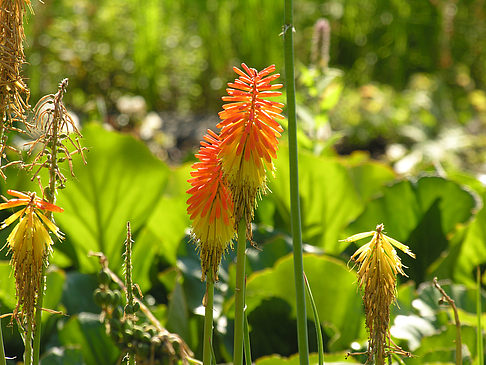 Fotos Planten un Blomen - Wiese am Parksee