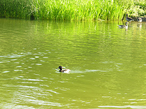 Planten un Blomen - Wiese am Parksee - Hamburg (Hamburg)