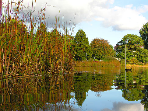 Foto Planten un Blomen