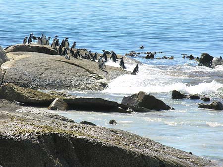 Pinguine am Strand Foto 