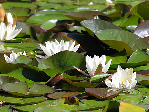 Fotos Neuer Botanischer Garten | Hamburg