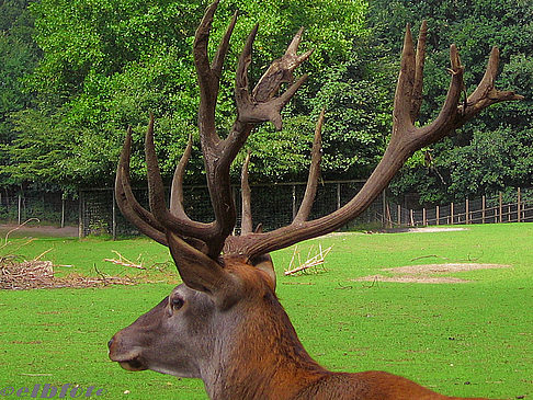 Wildpark Lüneburger Heide Fotos