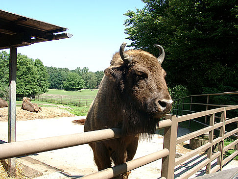 Wildpark Lüneburger Heide Foto 