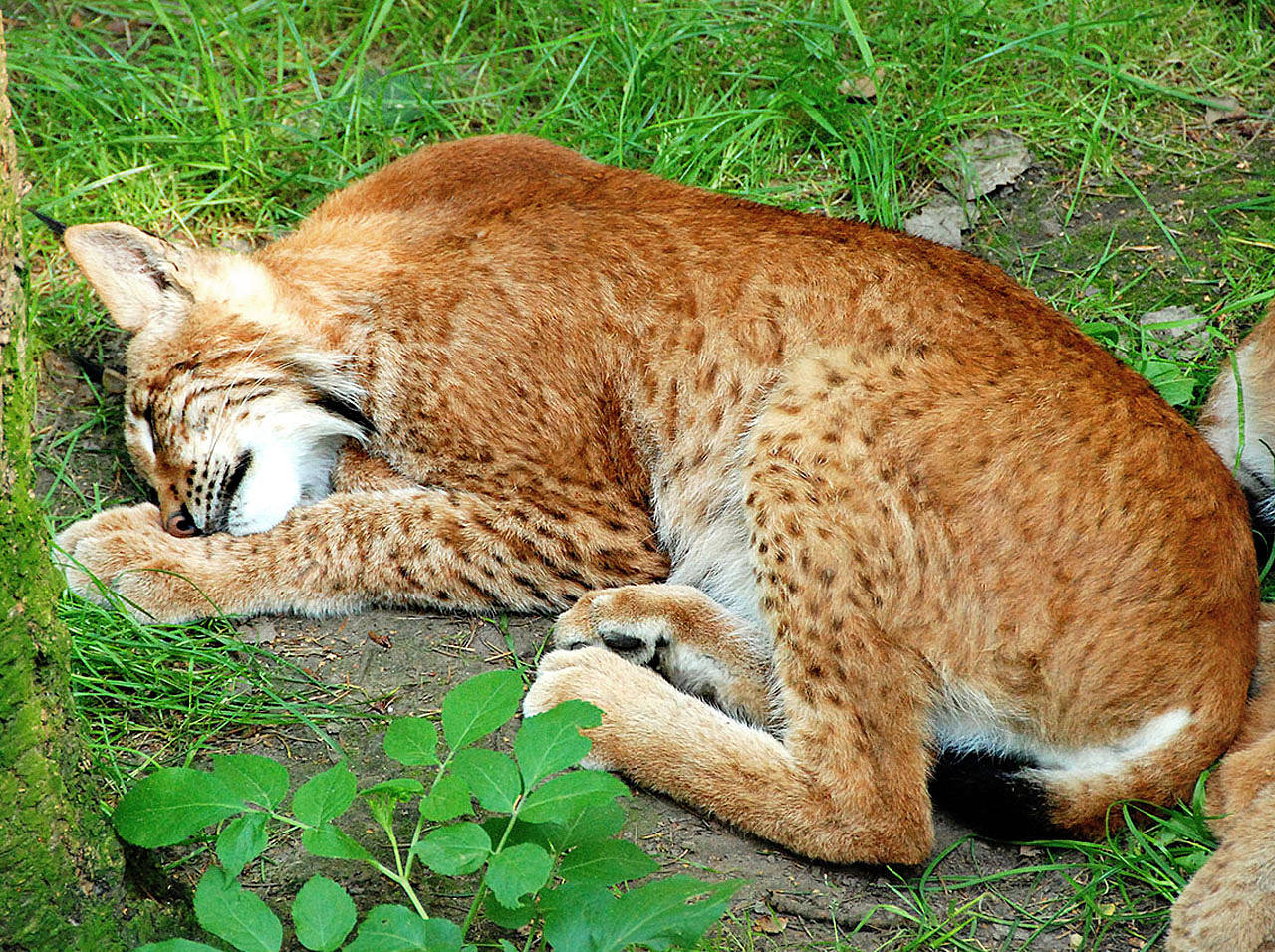 Fotos Wildpark Schwarze Berge