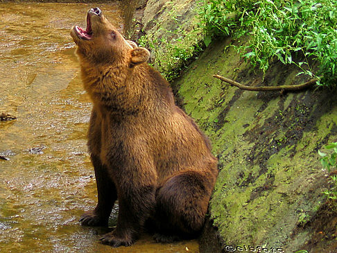 Wildpark Lüneburger Heide - Hamburg (Hamburg)